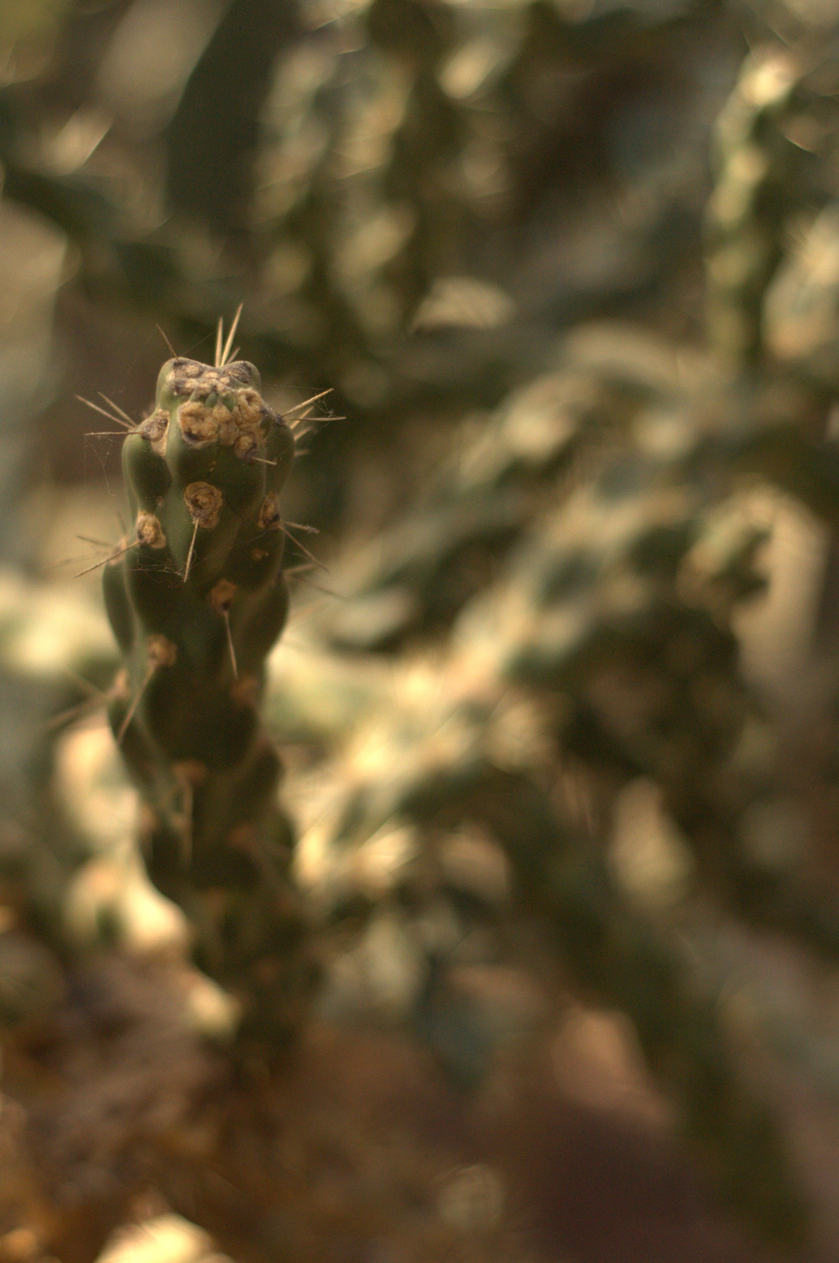 53526723_2831246230432946_6035456969697918976_n